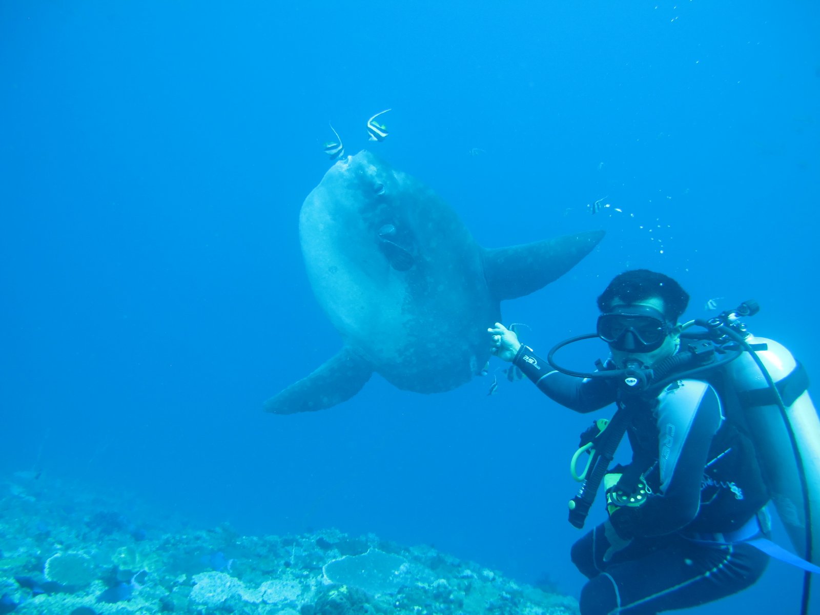 Scuba diving in Nusa Penida Nusa Penida Island Tour
