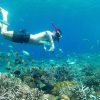 mangrove point snorkeling