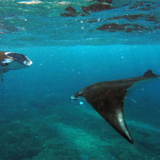 Diving with Manta Rays and Mola Mola in Nusa Penida | Nusa Penida Islands