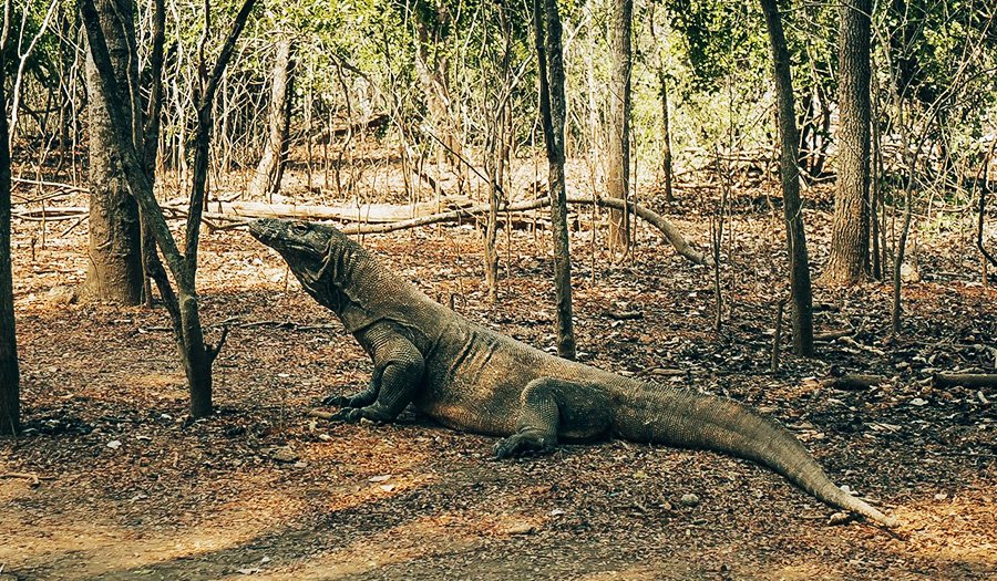 Komodo Private tour from Bali Komodo Private tour from Bali