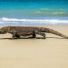 Komodo on the beach