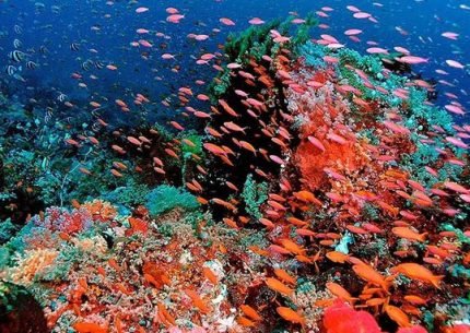 Raja Ampat Dive Liveaboard 7 Days 6 Nights Start From Sorong