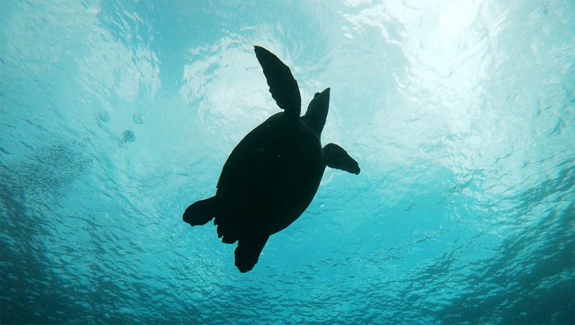 Nusa Penida snorkeling