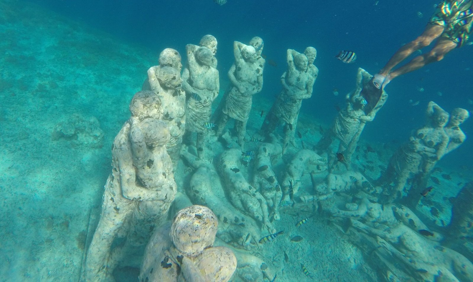 Komodo Whale Shark Tour From Gili Trawangan 6D5N. Gili snorkeling Gili to Komodo