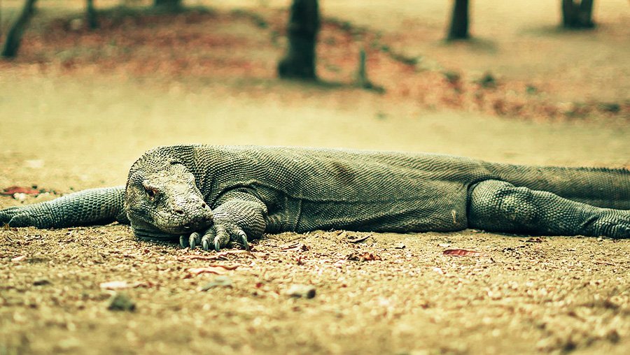 komodo national park komodo national park