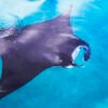 manta snorkeling 252
