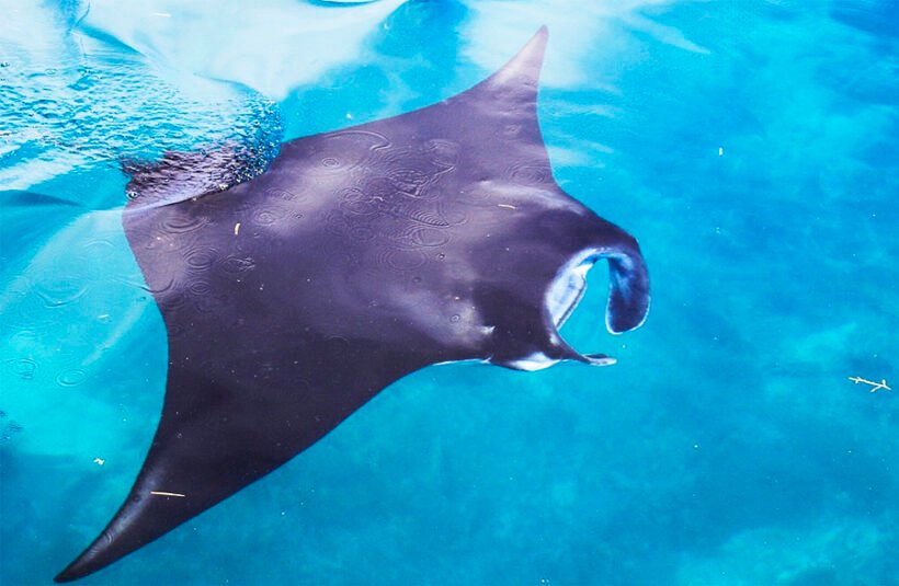 manta snorkeling 252