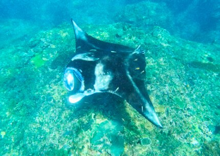 Nusa Penida Manta Point Snorkeling From Bali