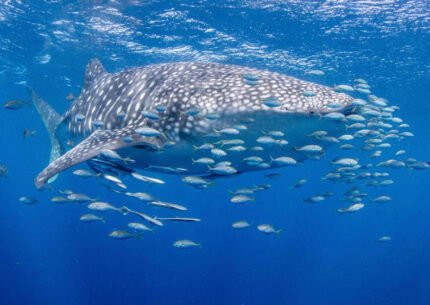 Raja Ampat Whale Sharks Tour From Nabire 8D7N
