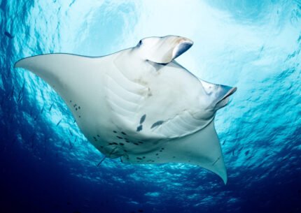 Komodo Dive Adventure From Bali 5 Days 4 Nights – Ultimate Liveaboard Experience