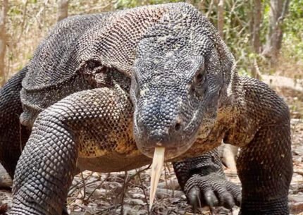 Komodo Luxury liveaboard from Bali