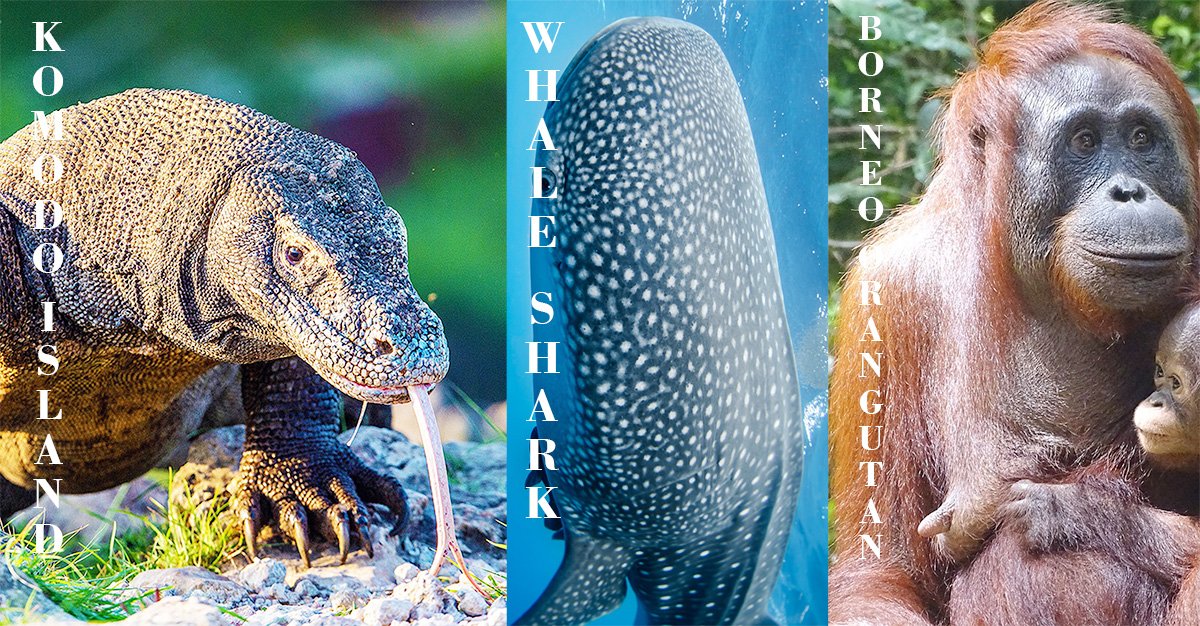 Luxury Komodo & Whale Shark Expedition with Orangutan Encounter – 12 Days from Bali