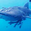 Maratua Whale Shark Tour Packages 5 Days 4 Nights