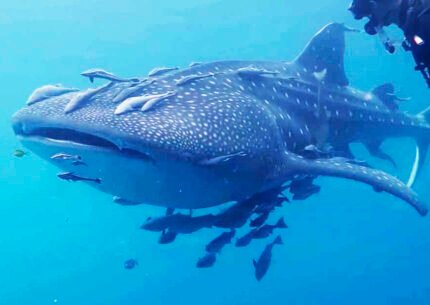 Maratua Whale Shark Tour Packages 5 Days 4 Nights