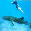 Sumbawa Island Whale Sharks Tour Package From Bali, and Gili Trawangan