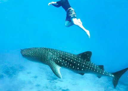 Sumbawa Island Whale Sharks Tour Package From Bali, and Gili Trawangan