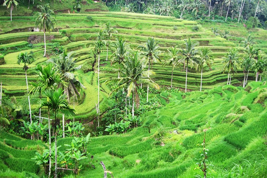 Private Bali and Nusa Penida Tour – 7 Days 6 Nights