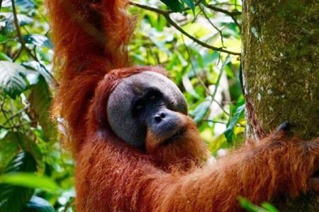 Borneo Orangutan Klotok Tour Itinerary – 3 Days 2 Nights