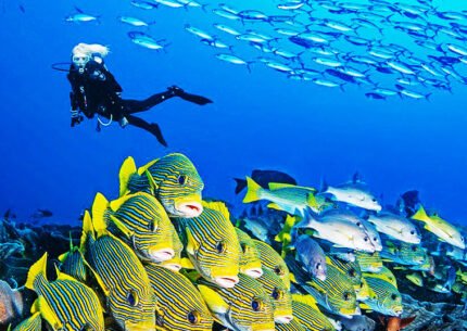 West Papua Raja Ampat Dive Expedition 4 Days, 3 Nights from Sorong