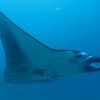 Afternoon Bali Snorkeling Trip to Manta Point Nusa Penida