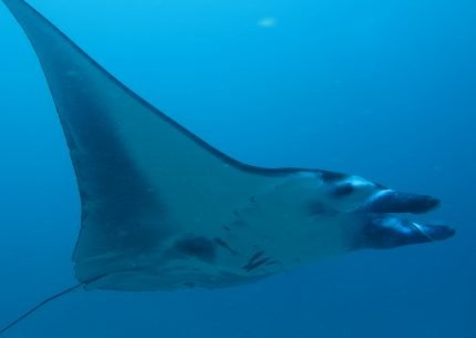 Afternoon Bali Snorkeling Trip to Manta Point Nusa Penida