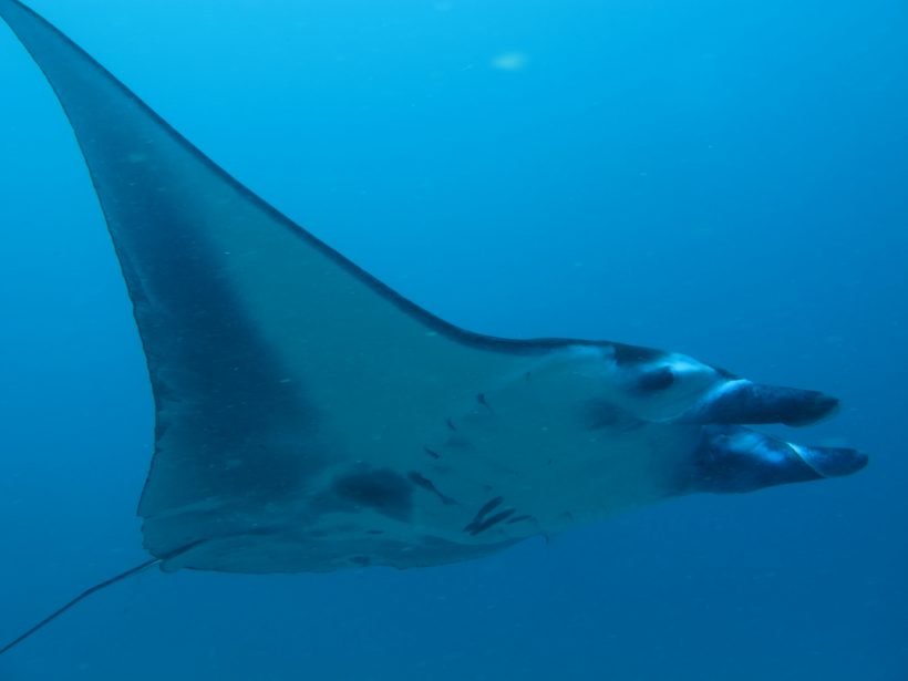Afternoon Bali Snorkeling Trip to Manta Point Nusa Penida