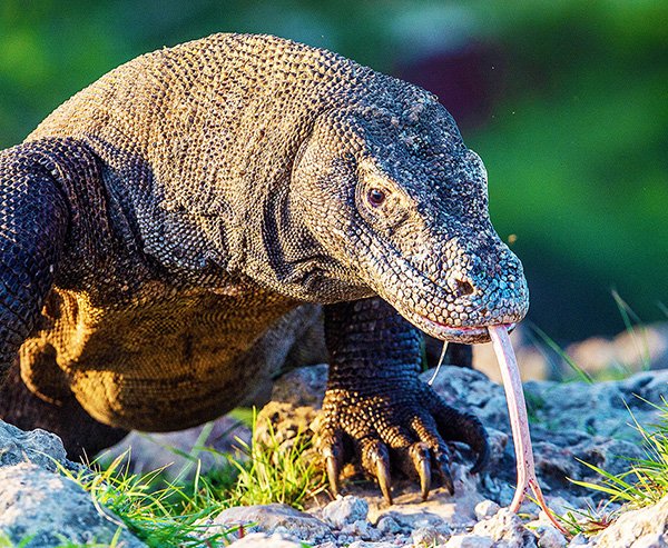 Komodo Island