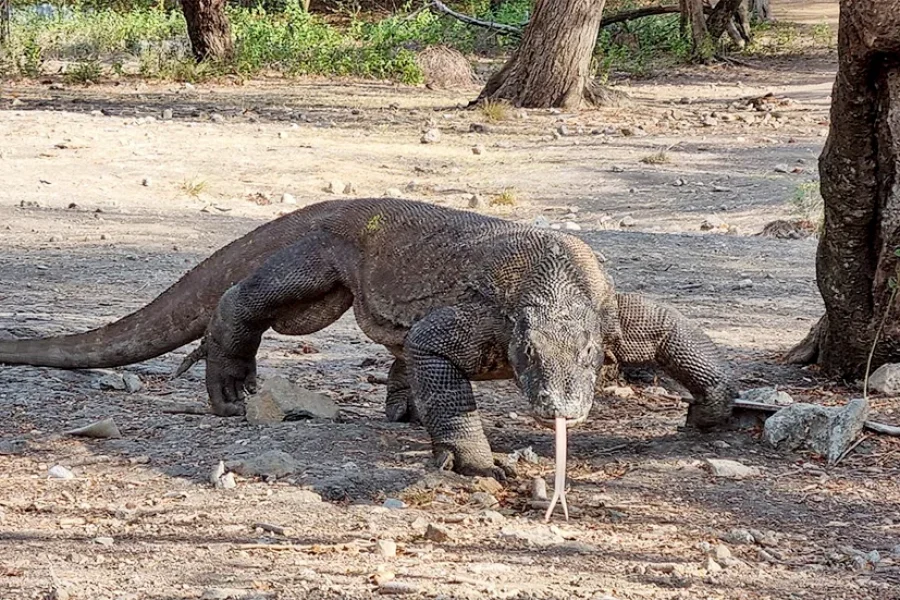 Private Komodo Day Trip from Bali-Komodo dragon