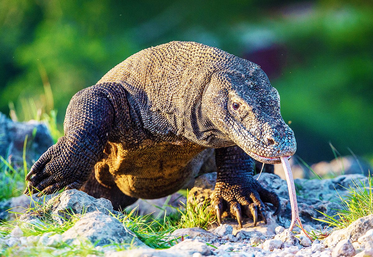 Komodo dive liveaboard Komodo dive liveaboard