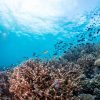 Komodo snorkeling 11
