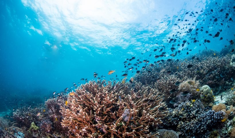 Komodo snorkeling 11