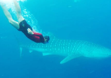 Whale Sharks Snorkeling to West Papua 9 Days 8 Nights