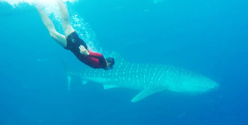 Komodo Whale Shark Tour From Gili Trawangan 6D5N