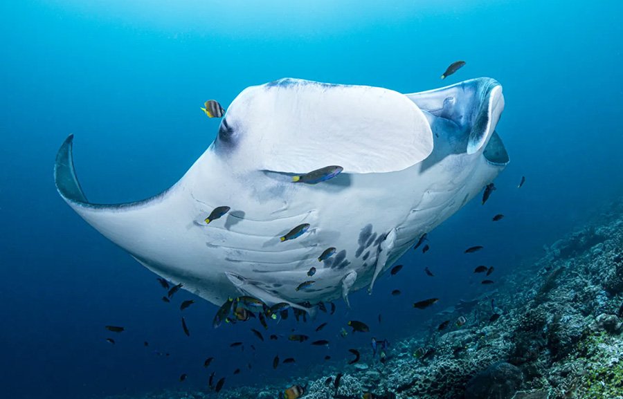 Manta Point Nusa Manta Point Nusa