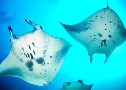 Luxury Lembongan, Nusa Penida, Gili & Komodo Whale Shark Liveaboard – 8 Days 7 Nights