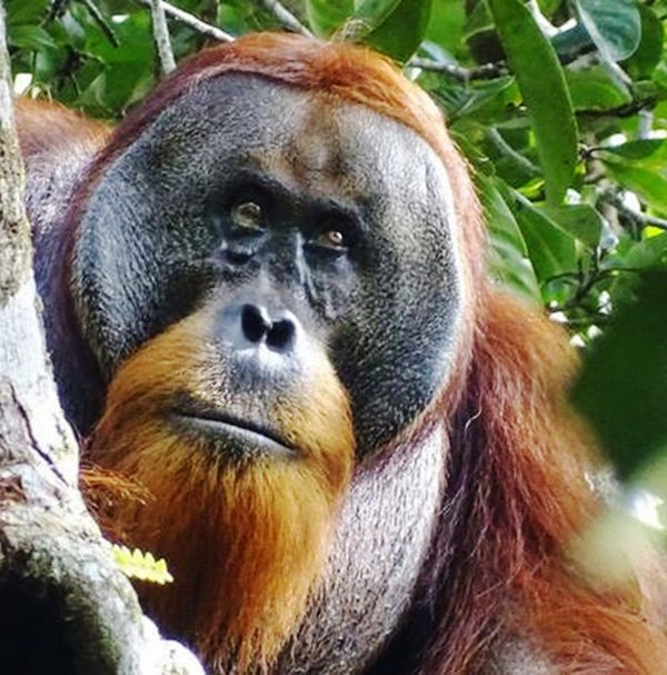 Sumatra Island