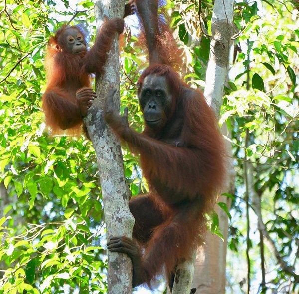 Borneo Orangutan Kalimantan