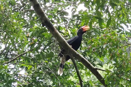 Luxury Borneo Orangutan and Labengki Island Tour from Bali – 8 Days 7 Nights