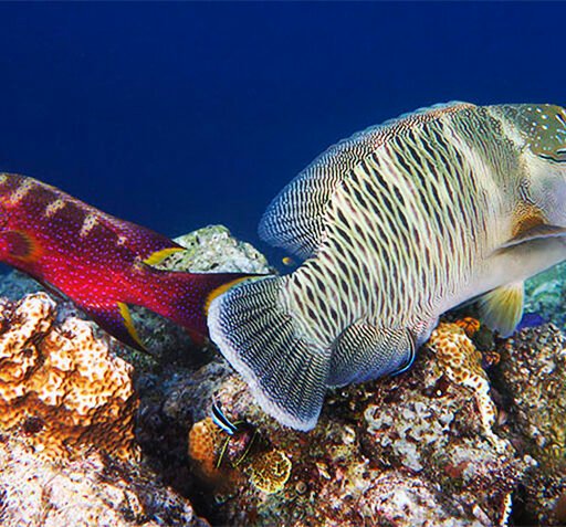 Raja Ampat Island Liveaboard 9 Days 8 Nights From Sorong
