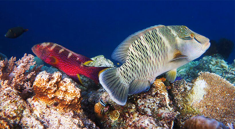 Raja Ampat Island Liveaboard 9 Days 8 Nights From Sorong