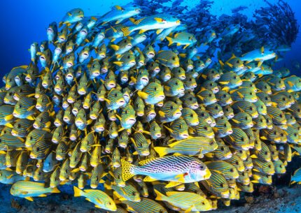 Raja Ampat Dive Stay Activity