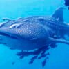 From Labuan Bajo: Komodo Whale Sharks Snorkeling 4D3N