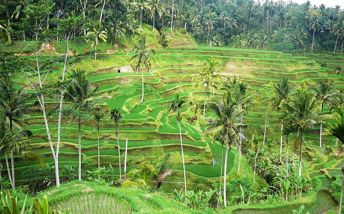 nusapenidaislands.com