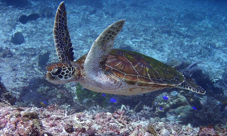 Turtle snorkeling Turtle snorkeling