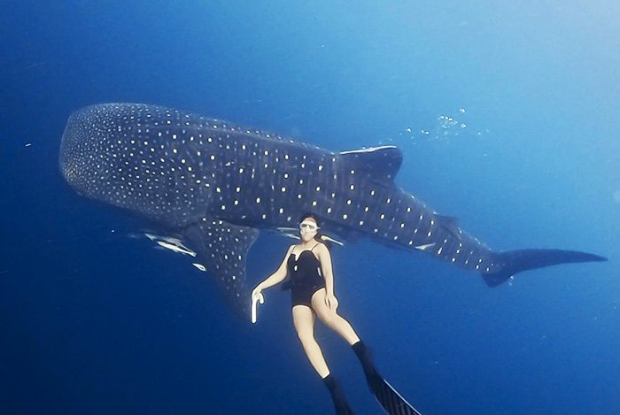 Komodo Whale Shark