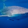 Komodo Island Whale Shark Tour From Gili Trawangan 6 Days 5 Nights