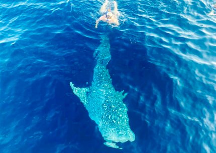 Gili Trawangan and Sumbawa Whale Shark Snorkeling 4 Days 3 Nights