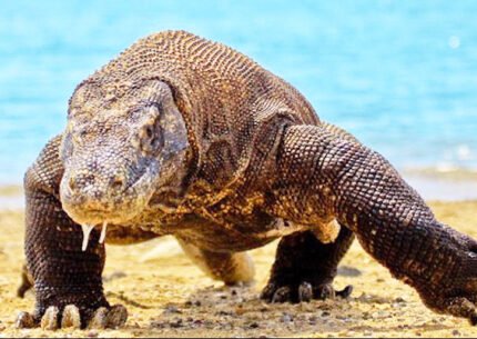 Private Komodo Day Tour From Lombok