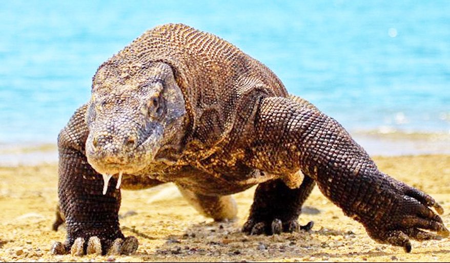 komodo national park Private Komodo Day Tour From Lombok