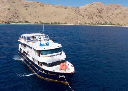 Whale Sharks Dive Liveaboard to Sumbawa & Komodo Island 8D7N From Bali